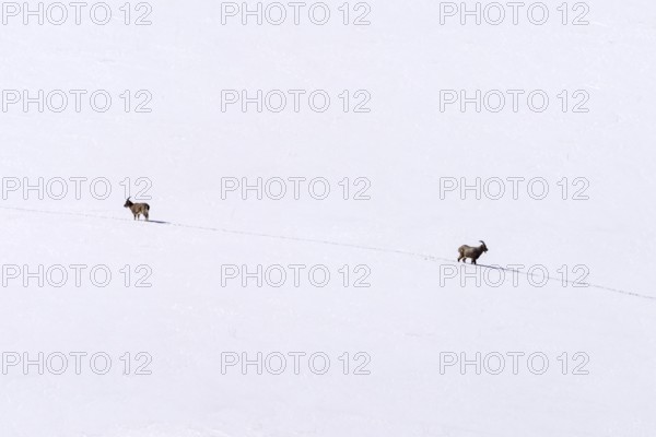 Siberian ibex (Capra sibirica), in the snow, running apart, Himalayas, Spitital, Kaza, Himachal Pradesh, India