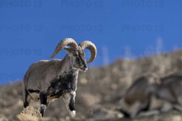 Blue sheep (Pseudois nayaur), Himalayas, Spitital, Kaza, Himachal Pradesh, India