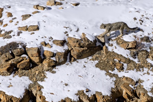 Snow leopard (Panthera uncia), in snow and scree, Himalayas, Spitital, Kaza, Himachal Pradesh, India