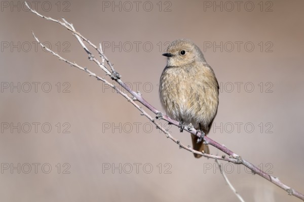 Giant Redstart (Phoenicurus erythrogastrus), female, Himalayas, Spitital, Kaza, Himachal Pradesh, India