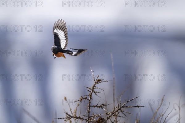 Giant Redstart (Phoenicurus erythrogastrus), male, Himalayas, Spitital, Kaza, Himachal Pradesh, India