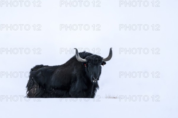 Yak (Bos mutus), in the snow, Himalayas, Spitital, Kaza, Himachal Pradesh, India