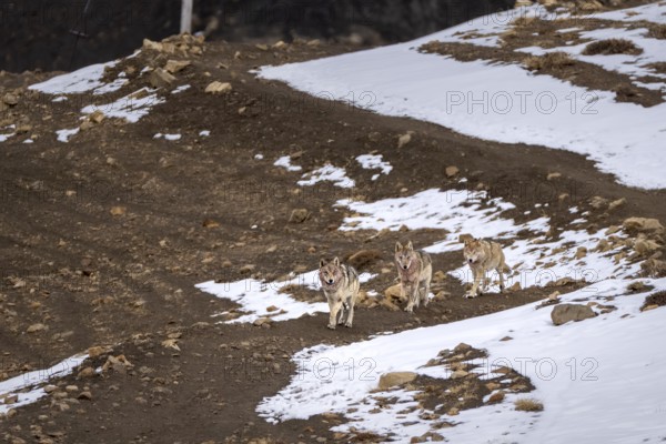 Tibetan wolves (Canis lupus chanco), in a pack, snow, Himalayas, Spitital, Kaza, Himachal Pradesh, India