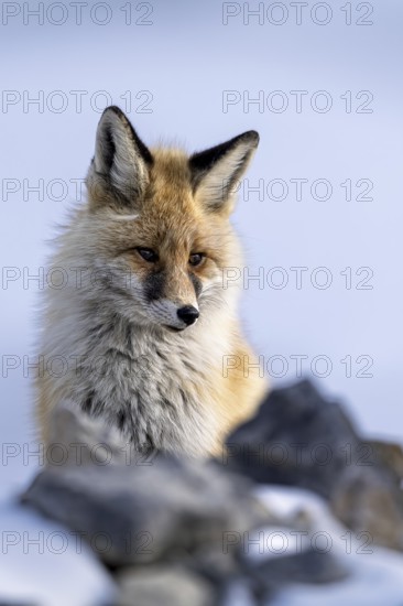 Tibetan red fox (Vulpes vulpes montana), Himalayas, Spitital, Kaza, Himachal Pradesh, India