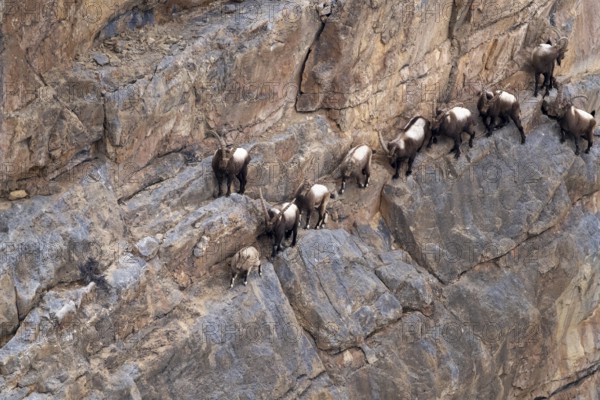 Siberian ibex (Capra sibirica), climbing a steep wall, Himalayas, Spitital, Kaza, Himachal Pradesh, India