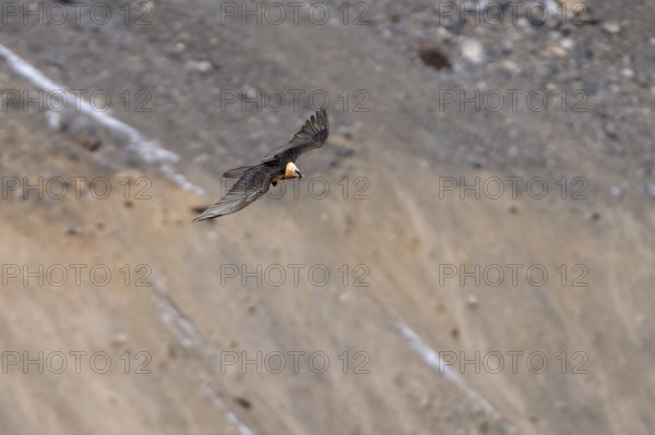 Bearded Vulture (Gypaetus barbatus), flying, Himalayas, Spitital, Kaza, Himachal Pradesh, India