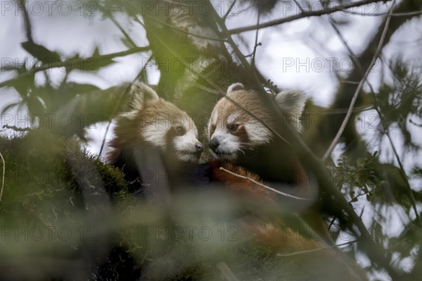 Western Red pandas (Ailurus fulgens), Singalila National Park, Gairibas, Jamuna, Koshi Province, Nepal