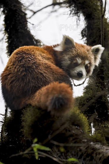 Western Red panda (Ailurus fulgens), Singalila National Park, Gairibas, Jamuna, Koshi Province, Nepal
