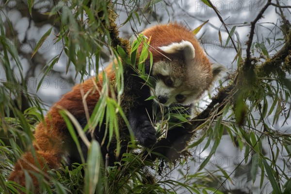 Western Red panda (Ailurus fulgens), feeding on bamboo, Singalila National Park, Gairibas, Jamuna, Koshi Province, Nepal