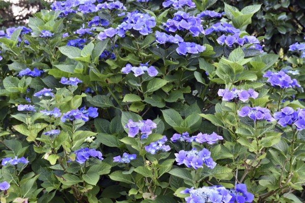 Blue hydrangea, (Hydrangea) in the garden, Schleswig-Holstein, Germany