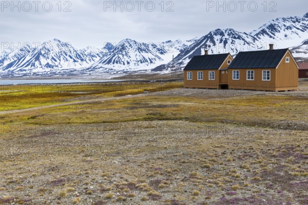 Wooden house against a mountain backdrop, saxifrage (Saxifraga oppositifolia), saxifrage family (Saxifragaceae), Ny-Alesund, Spitsbergen, Svalbard