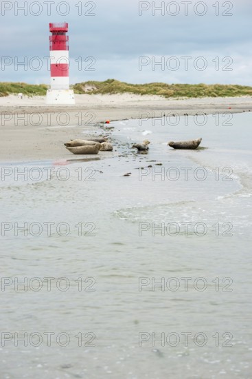 Several harbour seals (Phoca vitulina), seals, group, resting at low tide at the edge of the water, shore, sandy beach in front of the red and white striped lighthouse Helgoland Düne (rear light), small waves wash on the deserted, bright beach, calm sea in the evening, in the background white dunes, sand dunes with vegetation, little surf, overcast sky, nobody, maritime landscape, serenity, relaxation, island dune, Helgoland, Schleswig-Holstein, North Sea, Germany