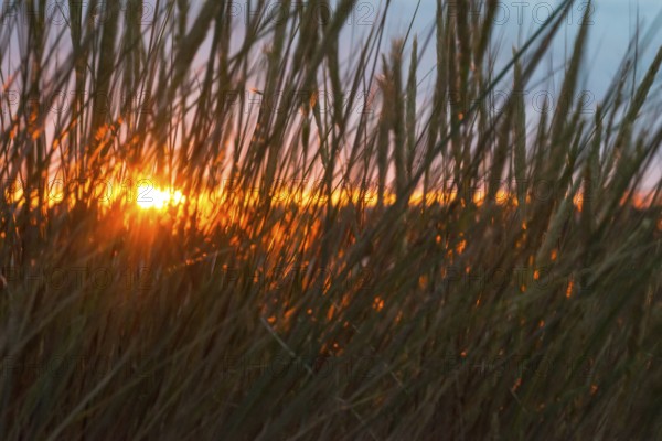 Intense red sunlight shimmering through tall grasses, warm atmosphere, European Marram Grass (Ammophila arenaria (L.) Link, Syn.: Calamagrostis arenaria (L.) Roth), also called common marram grass, sand reed, sand stem, sea oat, stalks with inflorescences, peaceful, colourful sunset in orange and gold, horizon, last rays through a gap in the clouds, dark, grey cloud cover, stalks moving in the wind, wiping effect, motion blur, island dune, Helgoland, Schleswig-Holstein, North Sea, Germany