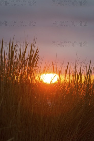 Intense red sunlight shimmers through tall grasses and creates a warm atmosphere, European Marram Grass (Ammophila arenaria (L.) Link, Syn.: Calamagrostis arenaria (L.) Roth), also known as common marram grass, sand reed, sand stem, sea oat, tall stalks with inflorescences in front of a peaceful, warm, colourful sunset in orange and gold on the horizon, last rays of the sun through a gap in the dark, grey cloud cover, Insel Düne, Helgoland, Schleswig-Holstein, North Sea, Germany