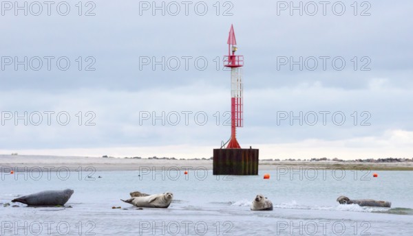Several harbour seals (Phoca vitulina), seals lying on sandbank, group resting at low tide, calm coastal landscape, shore, front light, high tubular steel mast in red and white south of the lighthouse in the mudflats, buoys, wide sandy beach in the background, deserted, light-coloured beach and white dunes, sand dunes with vegetation, calm sea, evening, little surf, overcast sky, nobody, maritime landscape, serenity, relaxation, smile, view, island dune, Helgoland, Schleswig-Holstein, North Sea, Germany