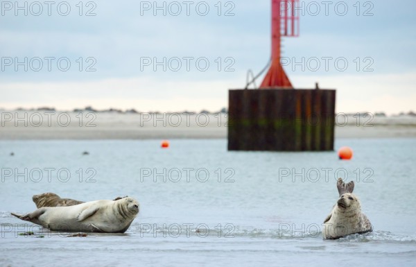 Several harbour seals (Phoca vitulina), seals lying on sandbank, group resting at low tide, calm coastal landscape, shore, front light in the background, high tubular steel mast in red and white south of the lighthouse in the mudflats, buoys, wide sandy beach, deserted, light-coloured beach and white dunes, sand dunes with vegetation, calm sea, evening, little surf, overcast sky, nobody, maritime landscape, serenity, relaxation, smile, view, island dune, Helgoland, Schleswig-Holstein, North Sea, Germany
