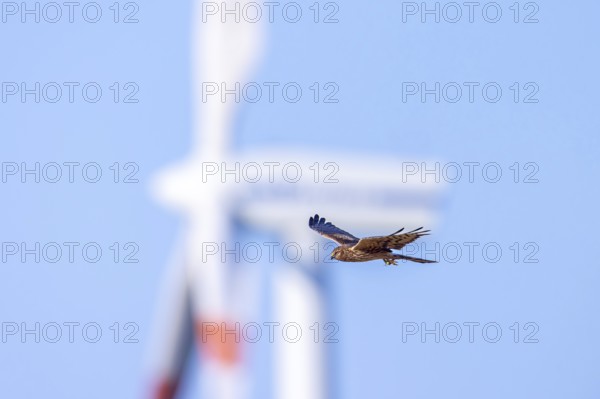 Montagu's harrier (Circus pygargus) migrating female flying past turning blades of windmill, wind turbine at wind farm