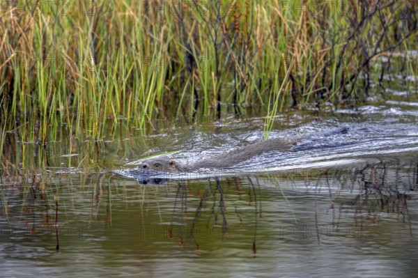 Eurasian otter, European river otter (Lutra lutra) swimming in brook, stream in spring