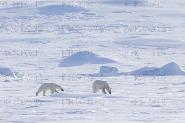 Female polar bear (Ursus maritimus) foraging with one cub on snow plain along the Svalbard coast in spring, Spitsbergen, Norway