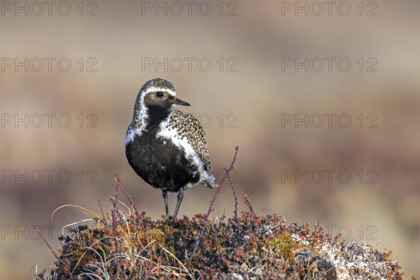 European golden plover, Eurasian golden plover (Pluvialis apricaria) male in breeding plumage on the tundra in spring, Jämtland, Sweden, Scandinavia