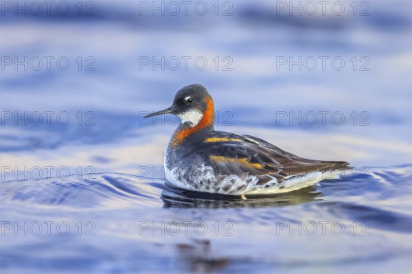 Red-necked phalarope, northern phalarope (Phalaropus lobatus) adult female in breeding plumage swimming in pond on tundra in spring, Sweden