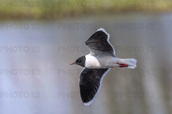 Little gull (Hydrocoloeus minutus, Larus minutus) adult in breeding plumage, summer plumage flying over pond in spring