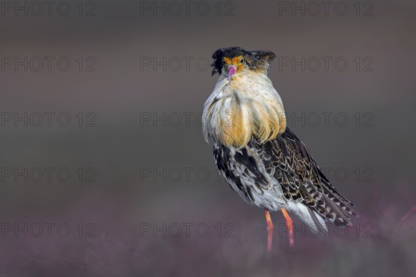 Ruff (Calidris pugnax) territorial male in breeding plumage at lek in spring, Scandinavia