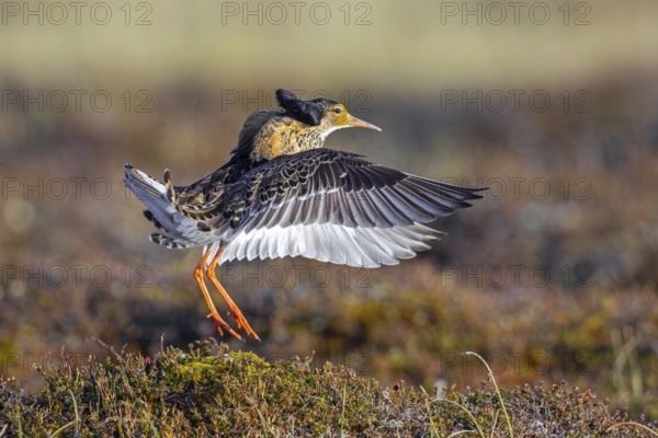 Ruff (Calidris pugnax) territorial male in breeding plumage displaying by flapping wings during courtship display at lek in spring, Scandinavia