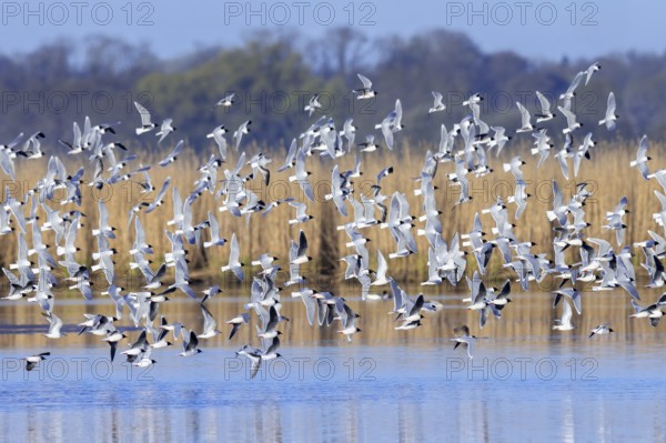 Huge flock of little gulls (Hydrocoloeus minutus) in breeding plumage flying over pond in wetland in spring