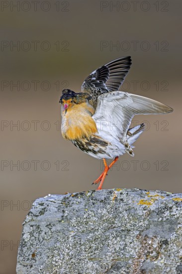 Ruff (Calidris pugnax) territorial male in breeding plumage displaying by flapping wings during courtship display at lek in spring, Scandinavia