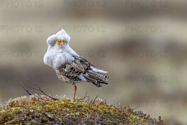 Ruff (Calidris pugnax) satellite male with white ruff in breeding plumage at lek in spring, Scandinavia