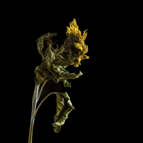 Dried sunflower reveals intricate details against dark background highlighting beauty of decay
