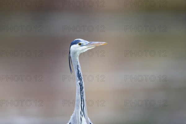 Grey heron (Ardea cinerea) Germany
