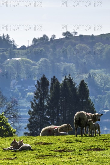 Farms over Esthwaite Water, Lake District National Park, Cumbria, England, United Kingdom