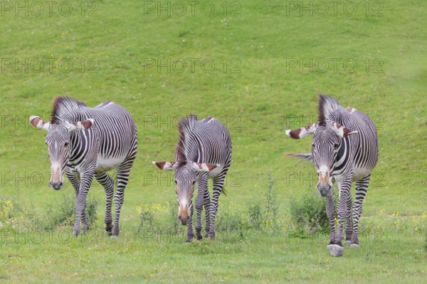 Three Grévy's zebras (Equus grevyi) grazing in a green meadow. Botswana