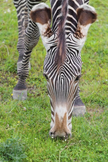 Portrait of a Grévy's zebra (Equus grevyi) grazing in a green meadow. Botswana