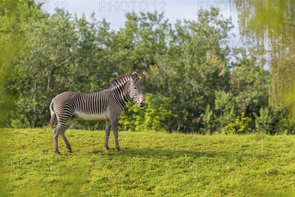 A Grévy's zebra (Equus grevyi) stands in a green meadow. Botswana