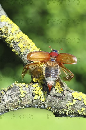 May beetle, wood cockchafer (Melolontha hippocastani), female with spread wings, on a branch covered with lichen, about to fly off, close-up, Wilnsdorf, North Rhine-Westphalia, Germany