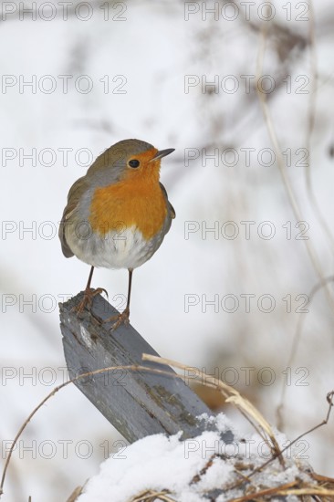 Robin (Erithacus rubecula), in winter on a fence post in the garden, Wilnsdorf, North Rhine-Westphalia, Germany