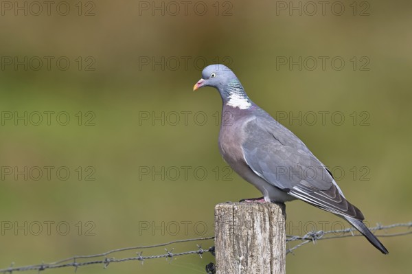 Woodpigeon (Columba palumbus), sitting on a post of a pasture fence, Wilnsdorf, North Rhine-Westphalia, Germany