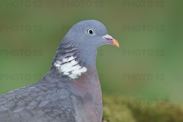 Wood pigeon (Columba palumbus), animal portrait, Wilnsdorf, North Rhine-Westphalia, Germany