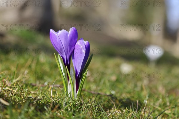 Violet crocus (Crocus neapolitanus), two flowers next to each other, spring, Siegen, North Rhine-Westphalia
