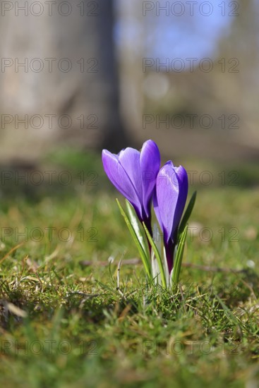 Violet crocus (Crocus neapolitanus), two flowers next to each other, spring, Siegen, North Rhine-Westphalia