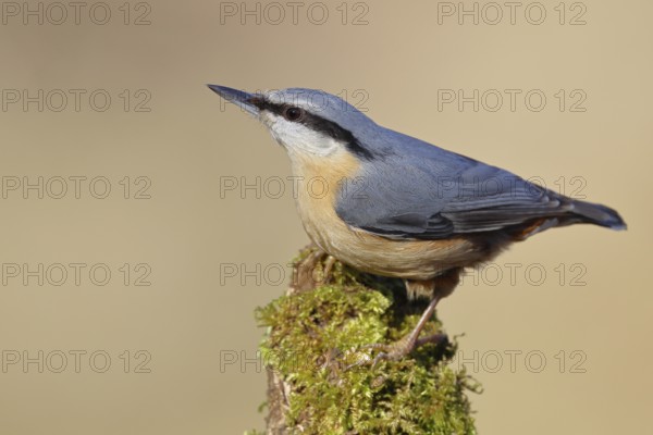 Nuthatch (Sitta europaea), sitting on a tree root covered with moss, Wilnsdorf, North Rhine-Westphalia, Germany