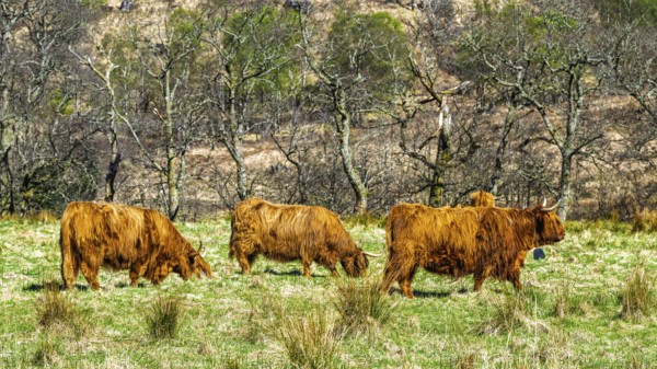 Highland Cattle, Scottish breed of rustic cattle, Highland, Scotland, UK