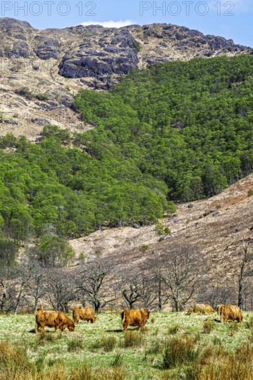 Highland Cattle, Scottish breed of rustic cattle, Highland, Scotland, UK