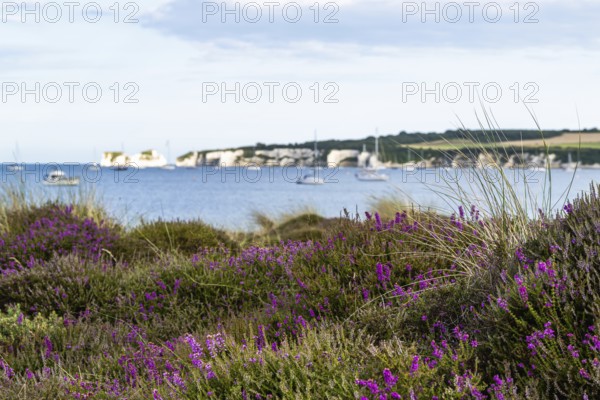 Heather on the dunes, Knoll Beach Studland, Poole, Dorset, England, United Kingdom