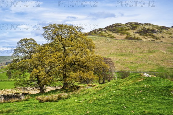 Old Oaks on Farms, Ullswater Lake, Lake District National Park, Cumbria, England, United Kingdom