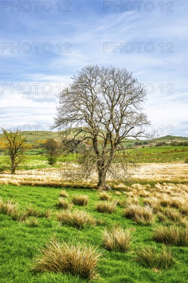 Farms, Ullswater Lake, Lake District National Park, Cumbria, England, United Kingdom