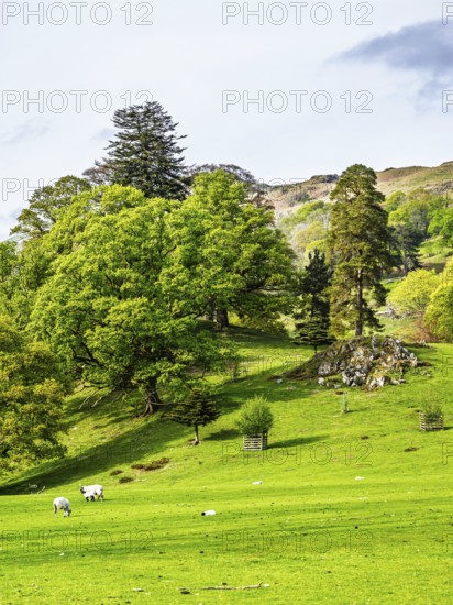 Farms in Lake District National Park, Cumbria, England, United Kingdom